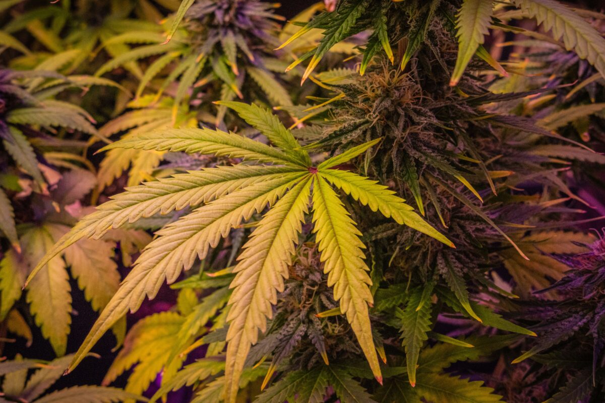 puissance naturelle CBD